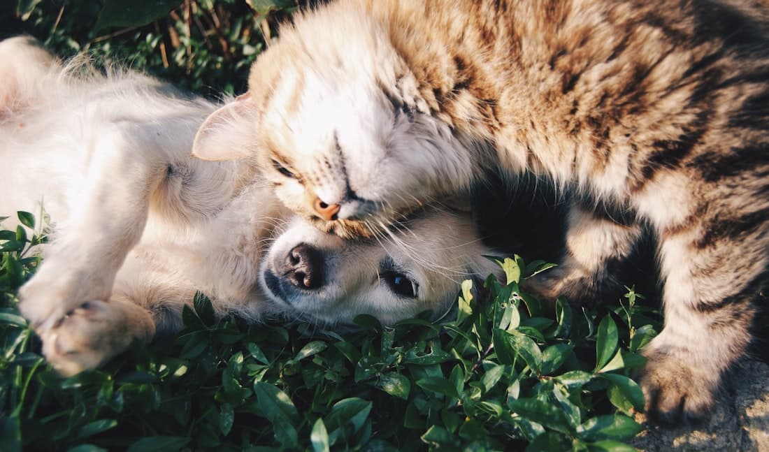Perro y gato juntos