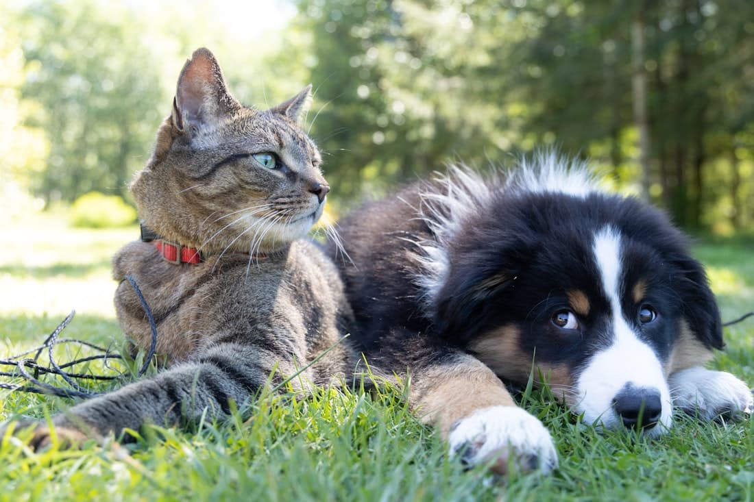 Gato y perro descansando