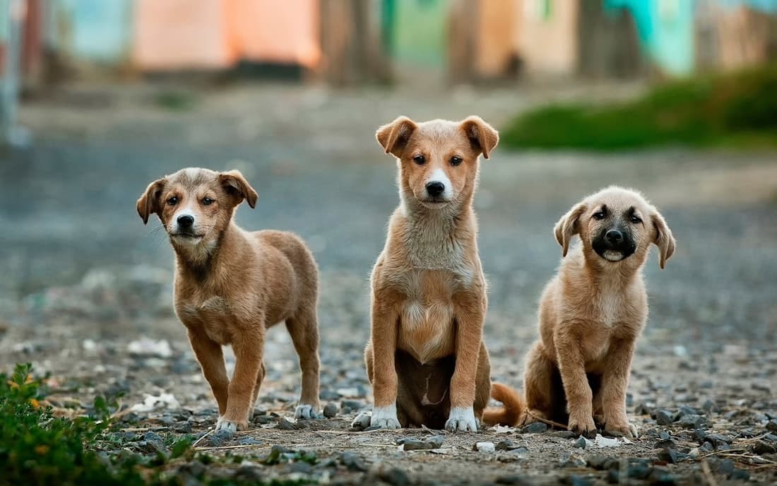Cachorros rescatados