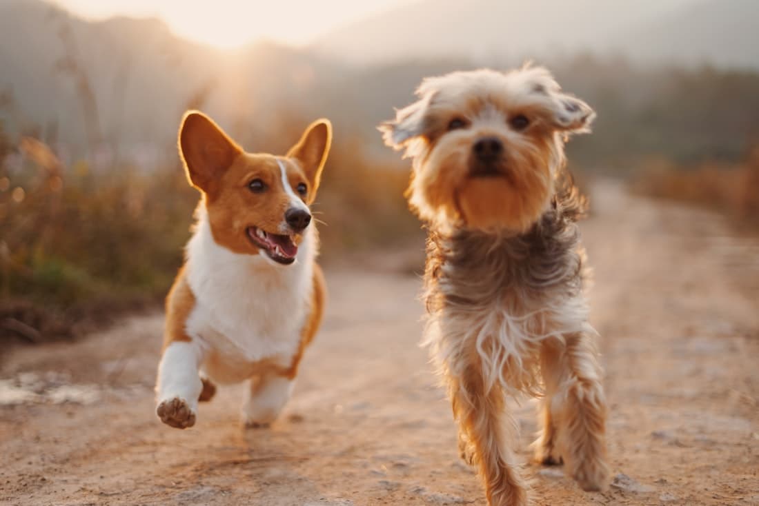 Paseo de perros