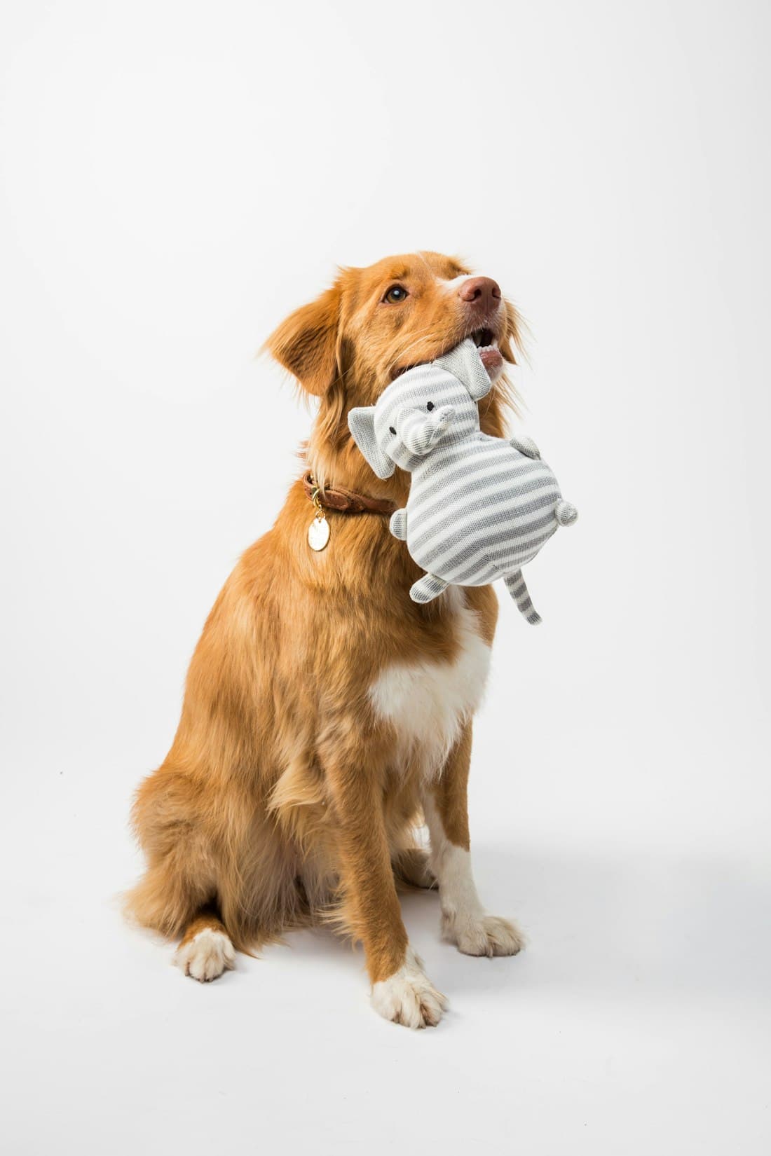 Productos para mascotas